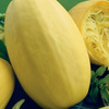Dynia Makaronowa ‘Pyza’ – Kiepenkerl