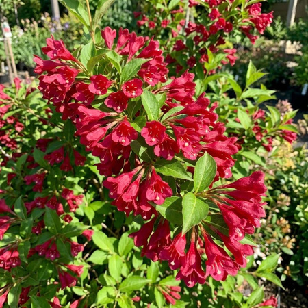 Krzewuszka Red Prince (Weigela florida Red Prince)