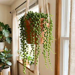 Starzec zwisający (Senecio rowleyanus) – rozmiar sadzonki M