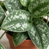 Scindapsus pstry (Scindapsus pictus 'Trebie') – sadzonka rozmiar M