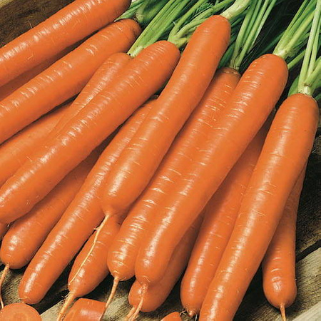 Marchew 'Nantaise 2' – Kiepenkerl