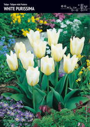 Tulipan 'White Purissima' – 7 szt.