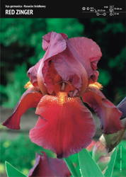 Irys Kosiaciec Bródkowy 'Red Zinger' – 1 szt.