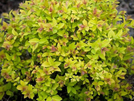 Tawuła Japońska - Golden Princess Złota - 12 szt. pakiet