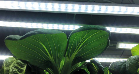 Lampa LED Do Doświetlania Roślin – 39 cm 15W Nelson Garden