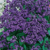 Heliotrop Peruwiański 'Vanillezauber' – Kiepenkerl