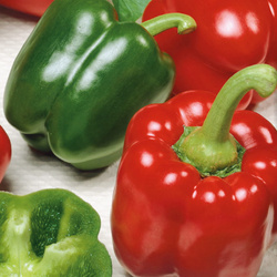 Papryka Blokowa 'Yolo Wonder' – Kiepenkerl