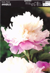 Paeonia - Piwonia Amabilis