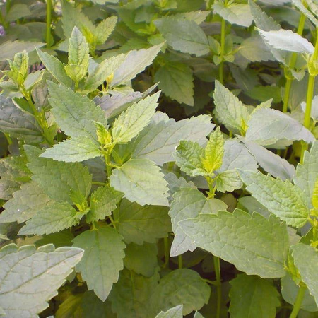 Mięta koreańska 'Seoul' – Miododajna – Kiepenkerl