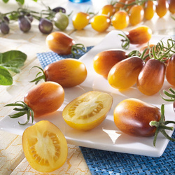 Pomidor Cherry 'Indigo' – Żółto-Fioletowy – Kiepenkerl