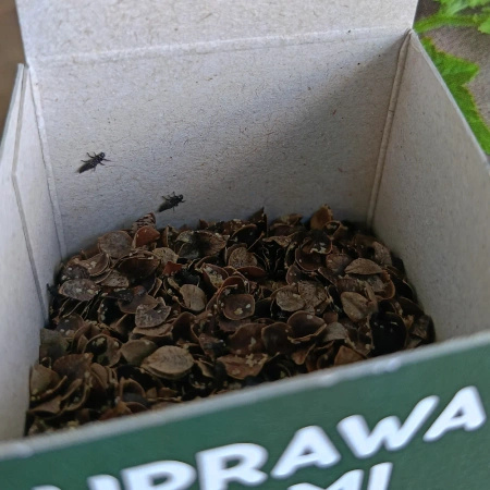 Mszyca Stoper - 100 larw biedronki dwukropki – na 5 roślin lub 5 m²