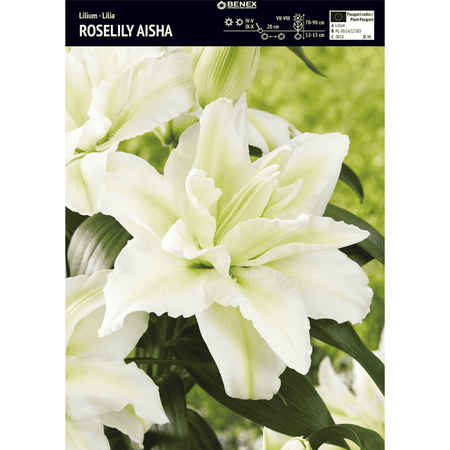 Lilia Roselily Aisha 1 szt.