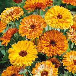 Nagietek Lekarski 'Touch Of Red' – Mix Nasion – Kiepenkerl