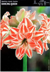 Hippeastrum Amarylis Zwartnica 'Dancing Queen' – 1 szt.