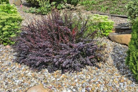 Berberys Thunberga 'Atropurpurea Nana' – sadzonka w doniczce C2 – Botana