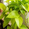 Epipremnum Neon (Golden Pothos) – sadzonka rozmiar M