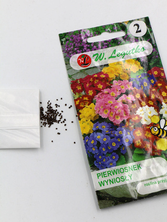 Pierwiosnek Wyniosły (Prymula) – Mix Nasion – Legutko