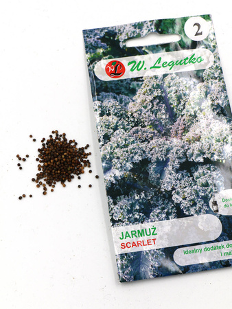Jarmuż ‘Scarlet’ – 1 g Legutko