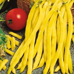 Fasola Tyczna 'Neckargold' – Żółta – Kiepenkerl
