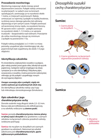 Pułapka – Na Muszkę Plamoskrzydłą – Drosinal