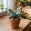 Sansewieria Silver Blue (Sansewieria kirkii) – sadzonka rozmiar M