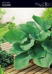 Funkia Hosta 'Elegans' – 1 szt.