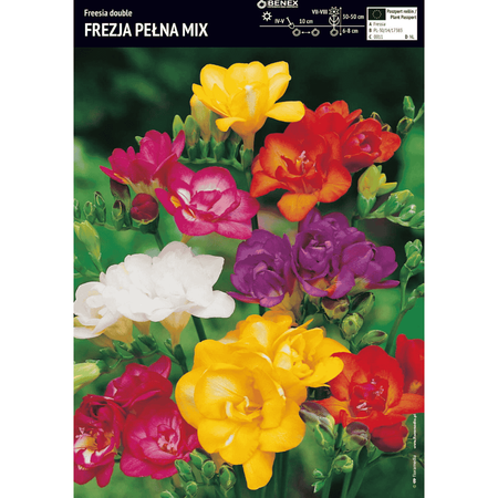Frezja pełna mix 10 szt.