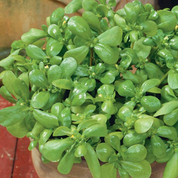 Portulaka Pospolita 'Sommerportulak' – Kiepenkerl