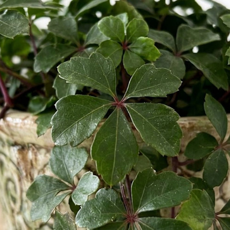Ciccus pasiasty (Cissus striata) – sadzonka