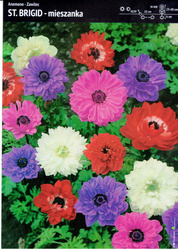 Anemon Zawilec ‘St. Brigid’ Mix – 12 szt.