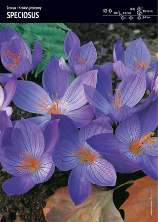 Krokus Jesienny 'Speciosus' – 30 szt.