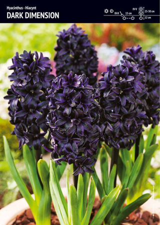 Tulipan 'Bull's Eye' – 10 szt.