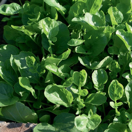 Gorczycznik Wiosenny 'Barbarakraut' – Kiepenkerl