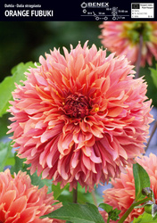 Dalia Orange Fubuki  - 1 szt.