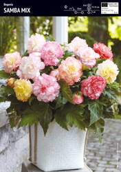 Begonia Bulwiasta 'Samba Mix' – Dla Kolekcjonera – 3 szt.