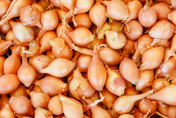 Cebula dymka zimująca Senshyu Yellow 0,5 kg 10-21 mm