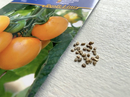 Pomidor 'Goldene Königin' – Pomarańczowy – Kiepenkerl