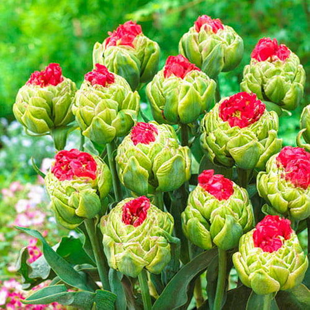 Tulipan 'Bull's Eye' – 10 szt.