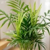 Palma koralowa (Chamaedorea elegans) – sadzonka rozmiar S