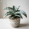 Sansewieria Silver Blue (Sansewieria kirkii) – sadzonka rozmiar M