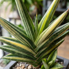 Sansewieria (Sansevieria Francisii Variegata) – sadzonka