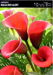 Zantedeschia Kalla 'Red Alert' – 1 szt.