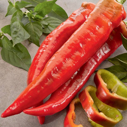 Papryka Stożkowa 'Thor' F1 – Kiepenkerl