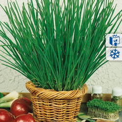 Szczypiorek 'Nelly' – Całoroczny – Kiepenkerl