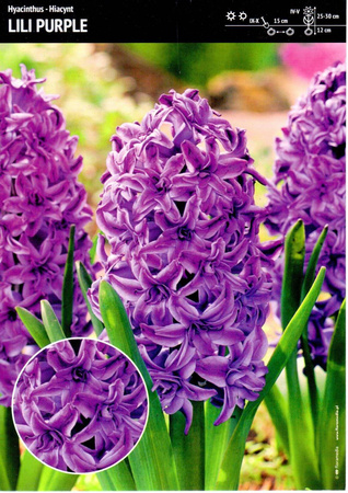 Hiacynt 'Lili Purple' – Pełny – 4 szt.