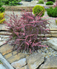 Berberys Thunberga 'Pink Queen' – sadzonka w doniczce C2 – Botana