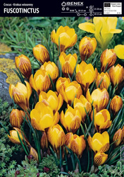 Krokus Fuscotinctus 10 szt.