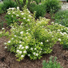 Tawuła Japońska Albiflora (Spiraea Japonica Albiflora) – sadzonka w doniczce C1,5 – Botana