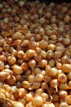 Cebula Szalotka 'Golden Gourment' – Dymka 250 g