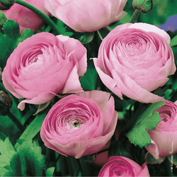 Jaskier różowy 5 szt.